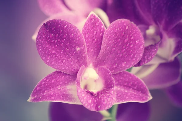 Orquídea roxa vintage — Fotografia de Stock