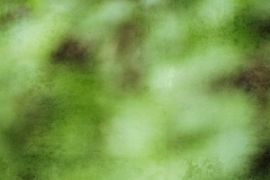 bulanık orman arka plan