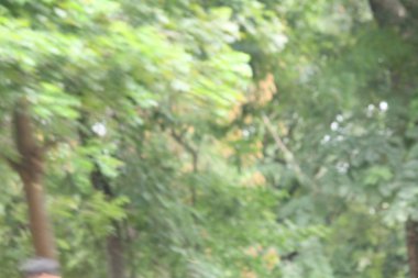 bulanık orman arka plan 