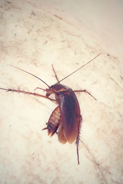 Hamamböceği — Stok fotoğraf