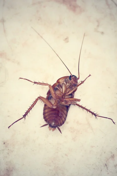 Cucaracha — Foto de Stock