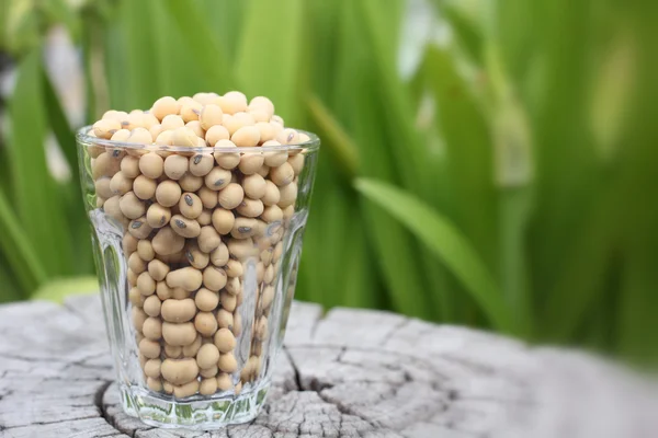 Soy beans — Stock Photo, Image