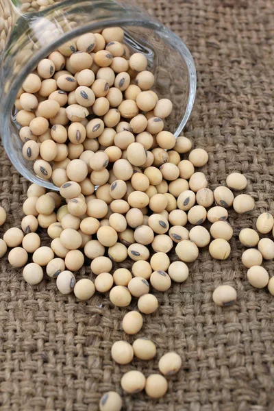 Soy beans — Stock Photo, Image