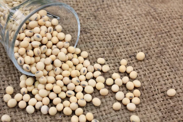 Soy beans — Stock Photo, Image