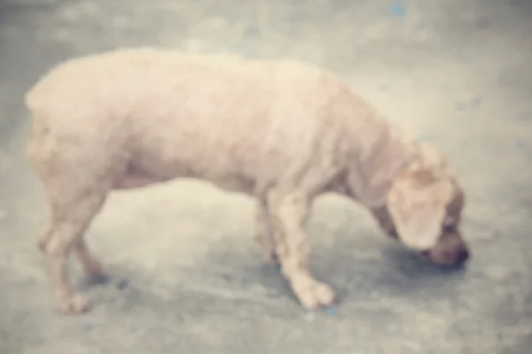 O cão — Fotografia de Stock