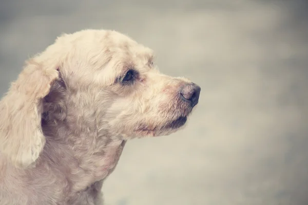 Hunden — Stockfoto