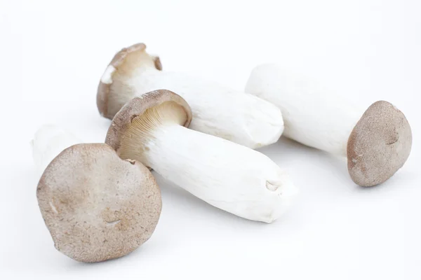 Mushroom — Stock Photo, Image