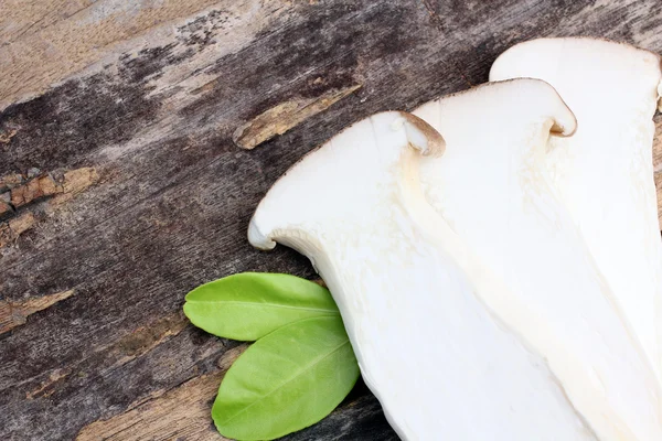 Mushroom — Stock Photo, Image