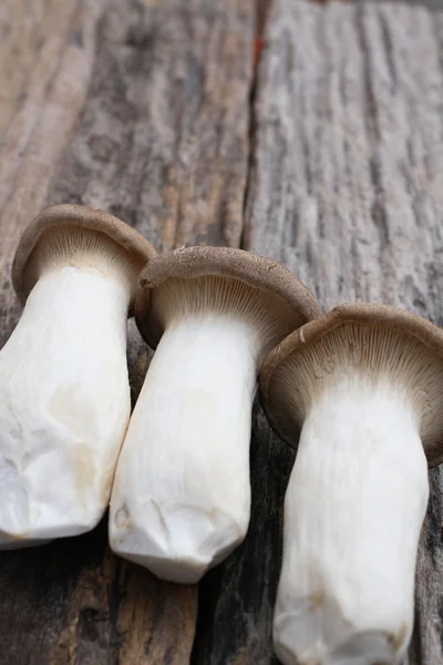 Mushroom — Stock Photo, Image