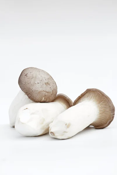 Mushroom — Stock Photo, Image