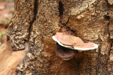 Ganoderma Lucidium - ling zhi mantar.