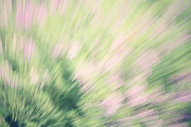 çiçekleri mor Ada çayı bulanık