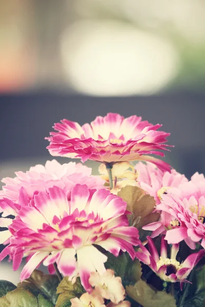 Rosa und lila Blumen — Stockfoto