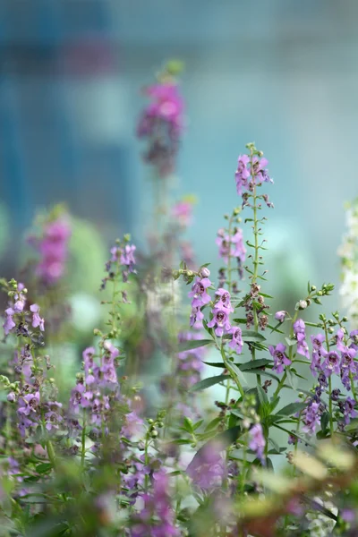 Lila salvia blommor — Stockfoto