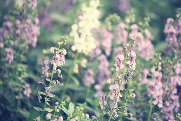 紫丹参鲜花 — 图库照片