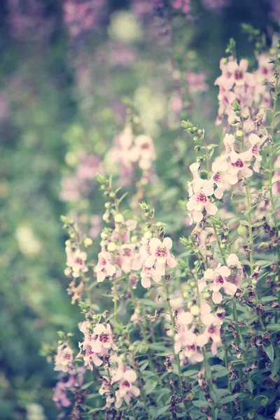 Paarse salvia bloemen — Stockfoto