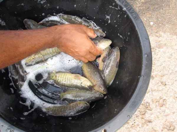 Pescado fresco — Foto de Stock