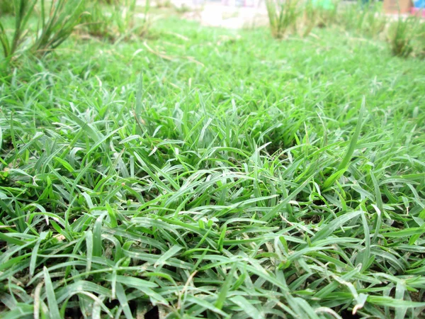 Grass background — Stock Photo, Image