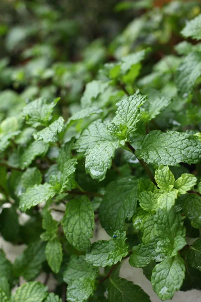 Hojas de menta de pimienta — Foto de Stock