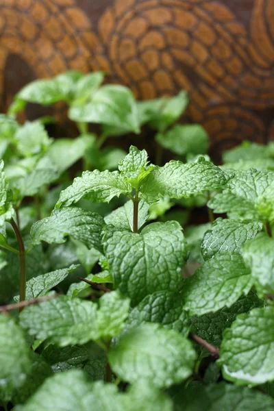 Pepper mint leaves — Stock Photo, Image