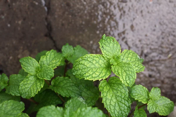 Hojas de menta de pimienta — Foto de Stock