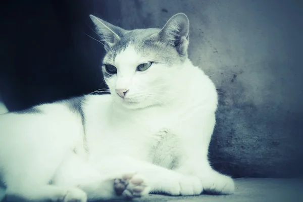 Close up de gato — Fotografia de Stock