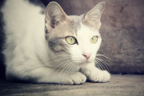 Primer plano de gato —  Fotos de Stock