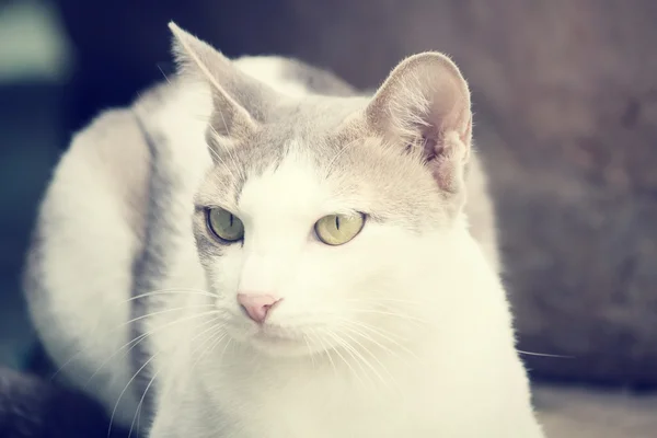 Primo piano del gatto — Foto Stock