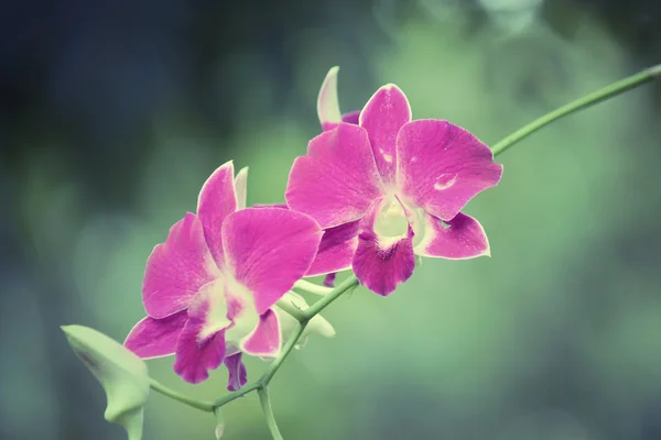 Fialová orchidej — Stock fotografie