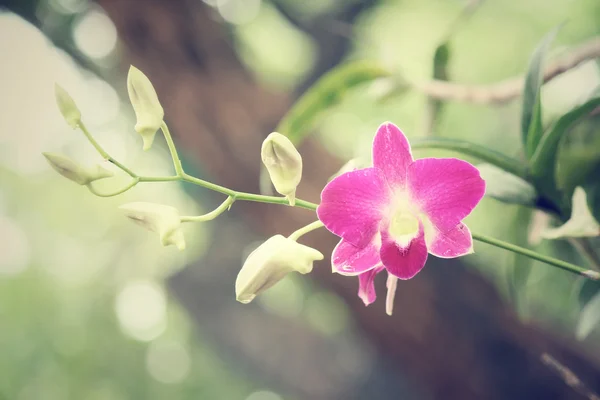 Fialová orchidej — Stock fotografie