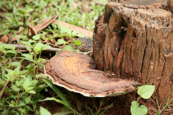 Ganoderma Lucidum - Champignon Ling Zhi . — Photo