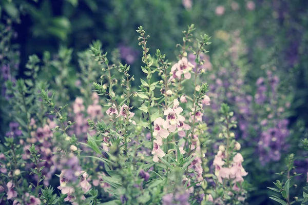 Purple salvia flowers — Stock Photo, Image