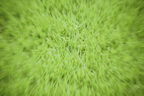 Rozostřené trávy — Stock fotografie