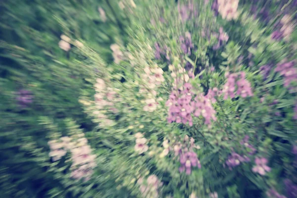 Desfocado de flores de salvia roxo — Fotografia de Stock