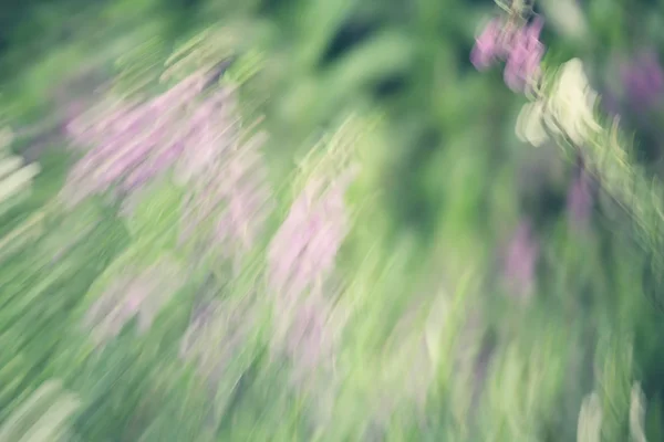 Desfocado de flores de salvia roxo — Fotografia de Stock