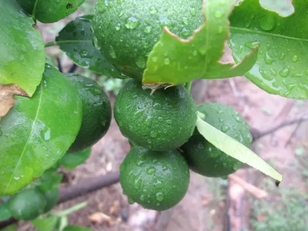 Lemon on the tree — Stock Photo, Image