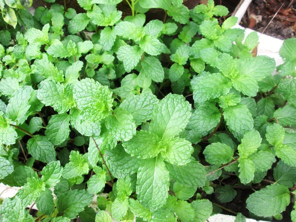 Pepper mint leaves i — Stock Photo, Image