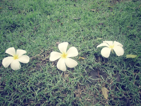 Vit frangipani blomma — Stockfoto