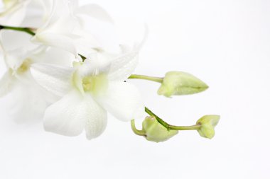 Beyaz Orkide çiçek