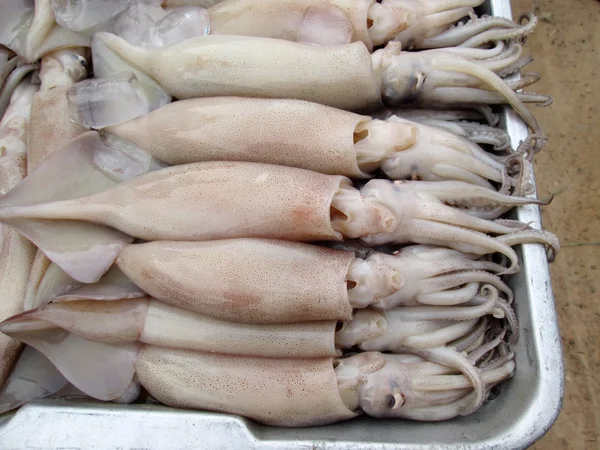 Fresh squid — Stok fotoğraf