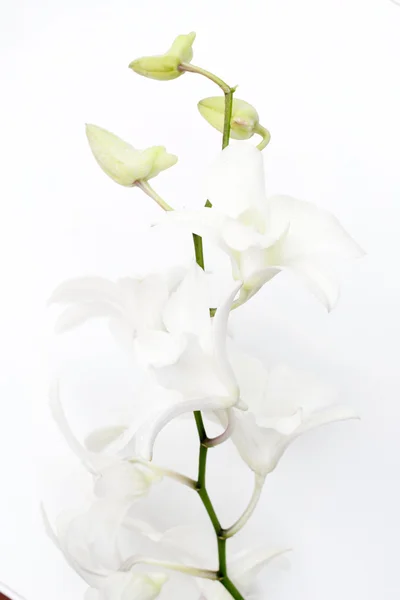 Bílé květy orchidejí — Stock fotografie