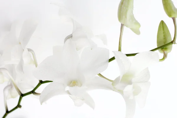 Bílé květy orchidejí — Stock fotografie