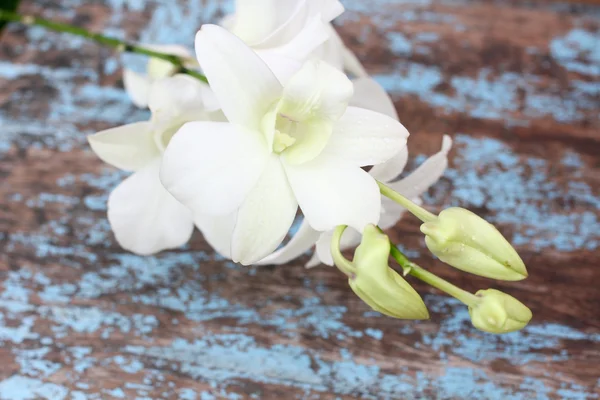 White orchid flowers — Stock Photo, Image