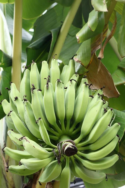 Bananenboom — Stockfoto