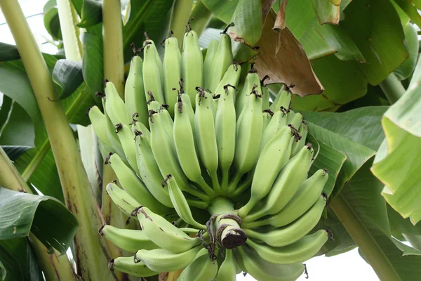 Árbol de plátano —  Fotos de Stock