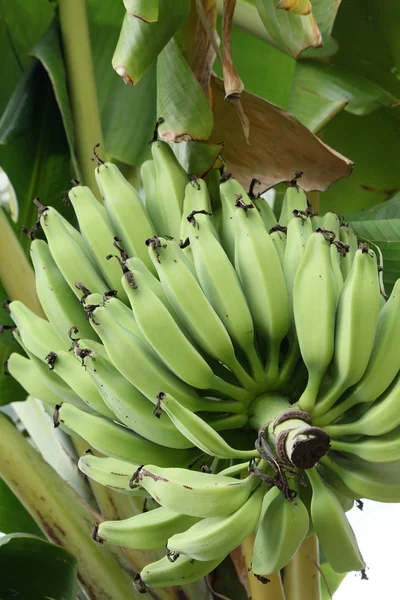 Bananenboom — Stockfoto