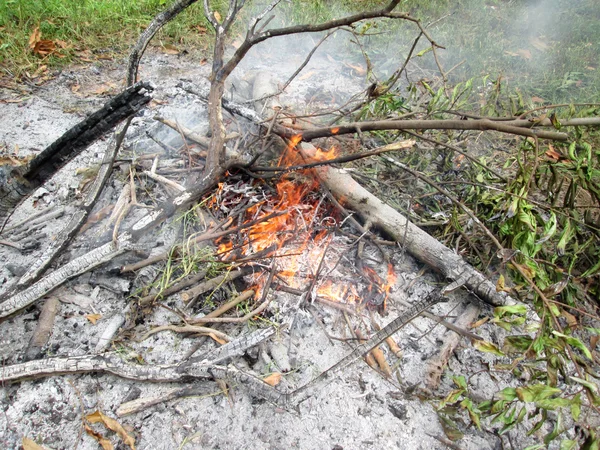 ツリーの火 — ストック写真
