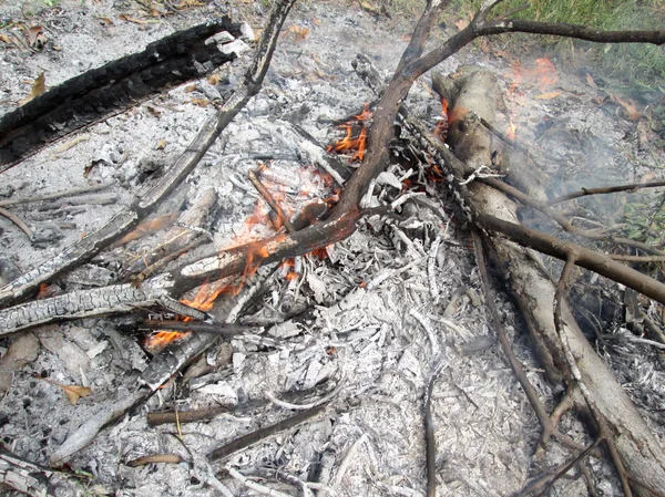 Fuego del árbol — Foto de Stock