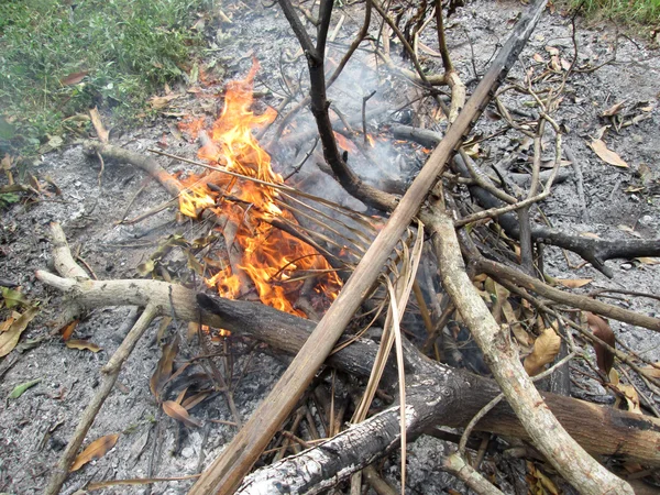 Ogień drzewo — Zdjęcie stockowe