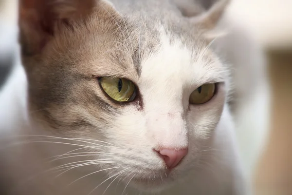 Close up de gato — Fotografia de Stock